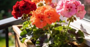 Pelargonia Calliope: odmiany, które zachwycą Cię obfitym kwitnieniem
